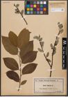 Foto von Salix caprea L.